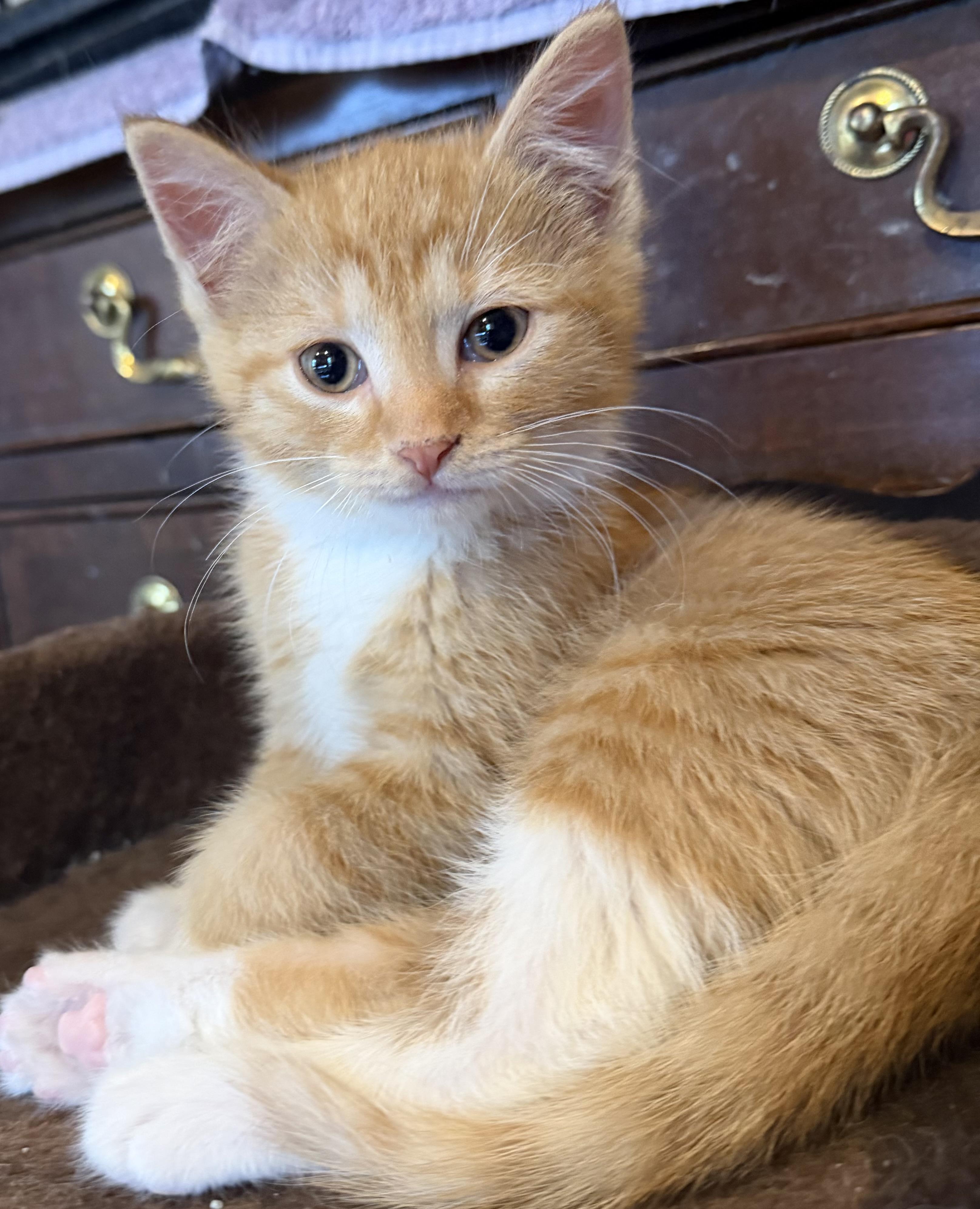 Osborn, adopted, Kitten Male Domestic Short Hair.