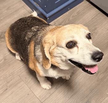 Leo & Bella, a ADOPTABLE Beagle in West Decatur, PA image 5/5