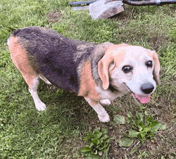 Leo & Bella, a ADOPTABLE Beagle in West Decatur, PA image 4/5
