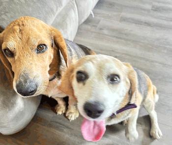 Leo & Bella, ADOPTABLE, Adult Female Beagle.