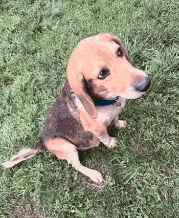 Leo & Bella, a ADOPTABLE Beagle in West Decatur, PA image 2/5