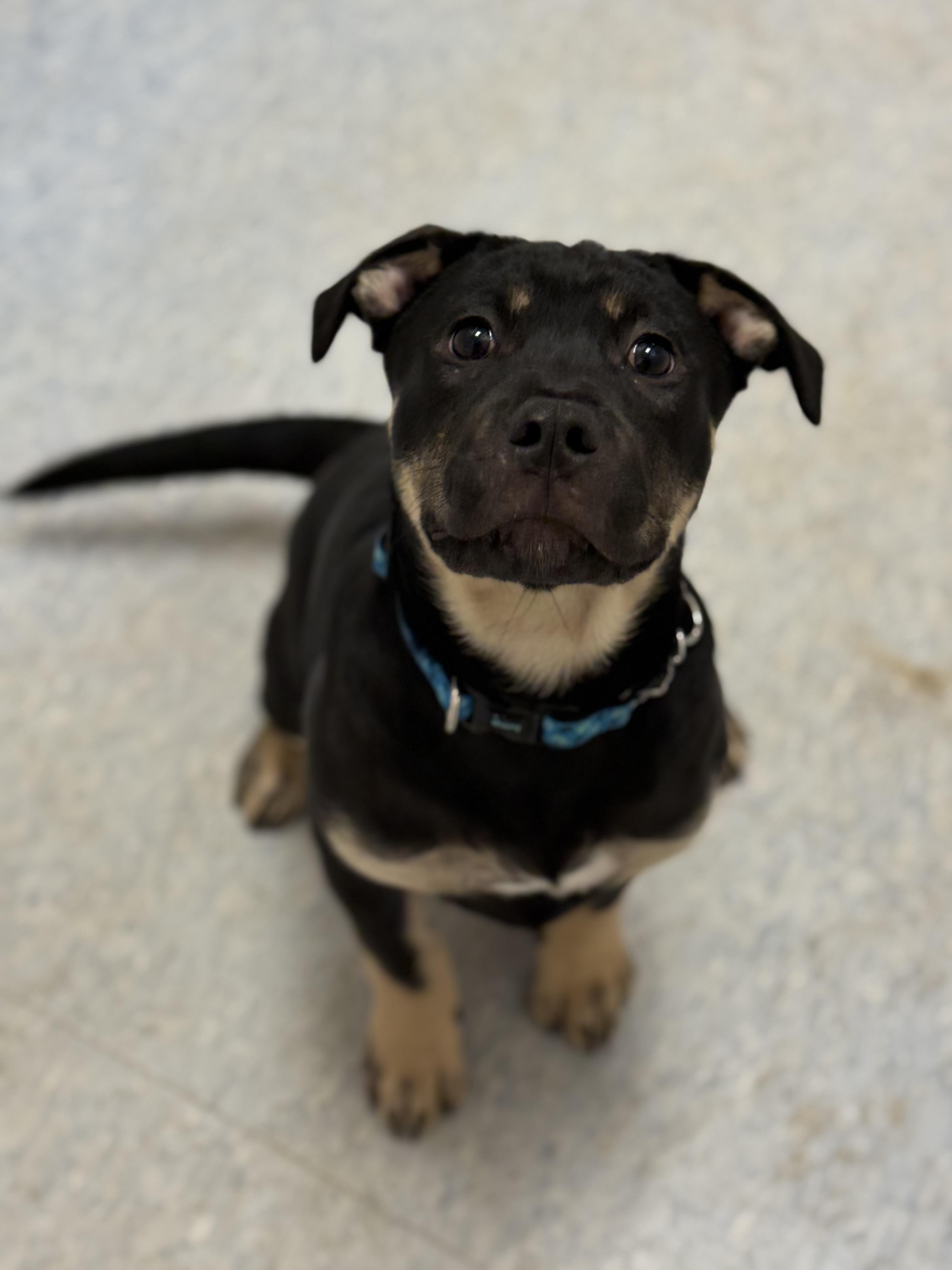 Daisy, adopted, Puppy Female Mastiff.