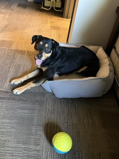 Enlarge MacKinnon, a Adoptable mixed breed in Fort Collins, CO image 1/6