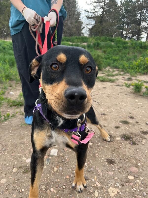 Enlarge MacKinnon, a Adoptable mixed breed in Fort Collins, CO image 2/6