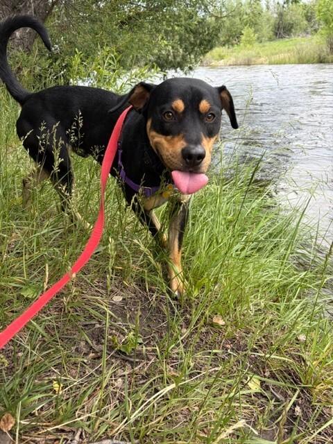 Enlarge MacKinnon, a Adoptable mixed breed in Fort Collins, CO image 3/6