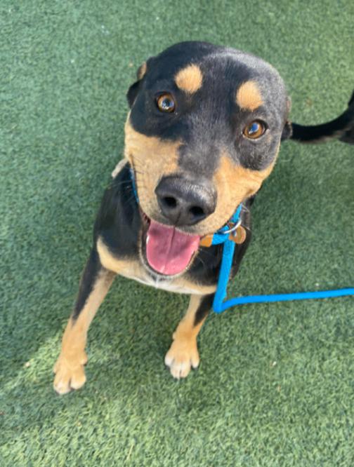 Enlarge MacKinnon, a Adoptable mixed breed in Fort Collins, CO image 4/6
