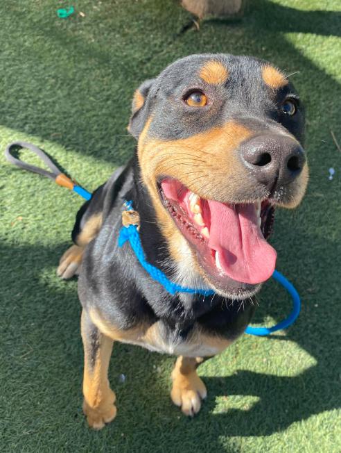 Enlarge MacKinnon, a Adoptable mixed breed in Fort Collins, CO image 5/6