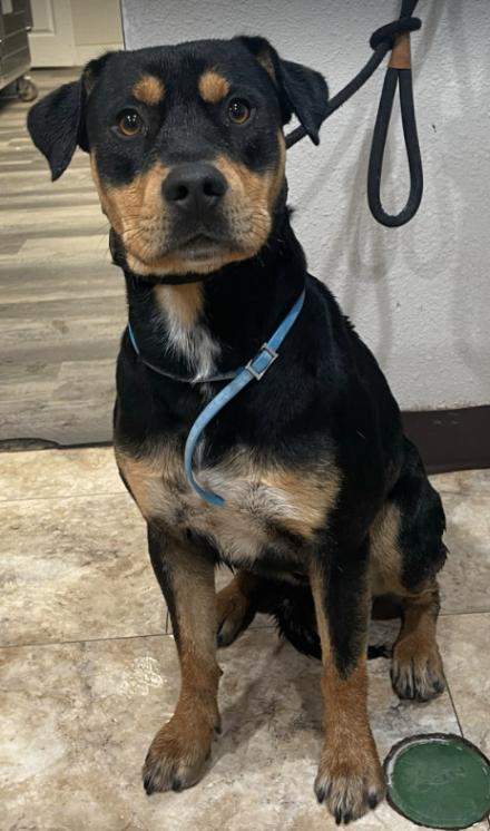 Enlarge MacKinnon, a Adoptable mixed breed in Fort Collins, CO image 6/6