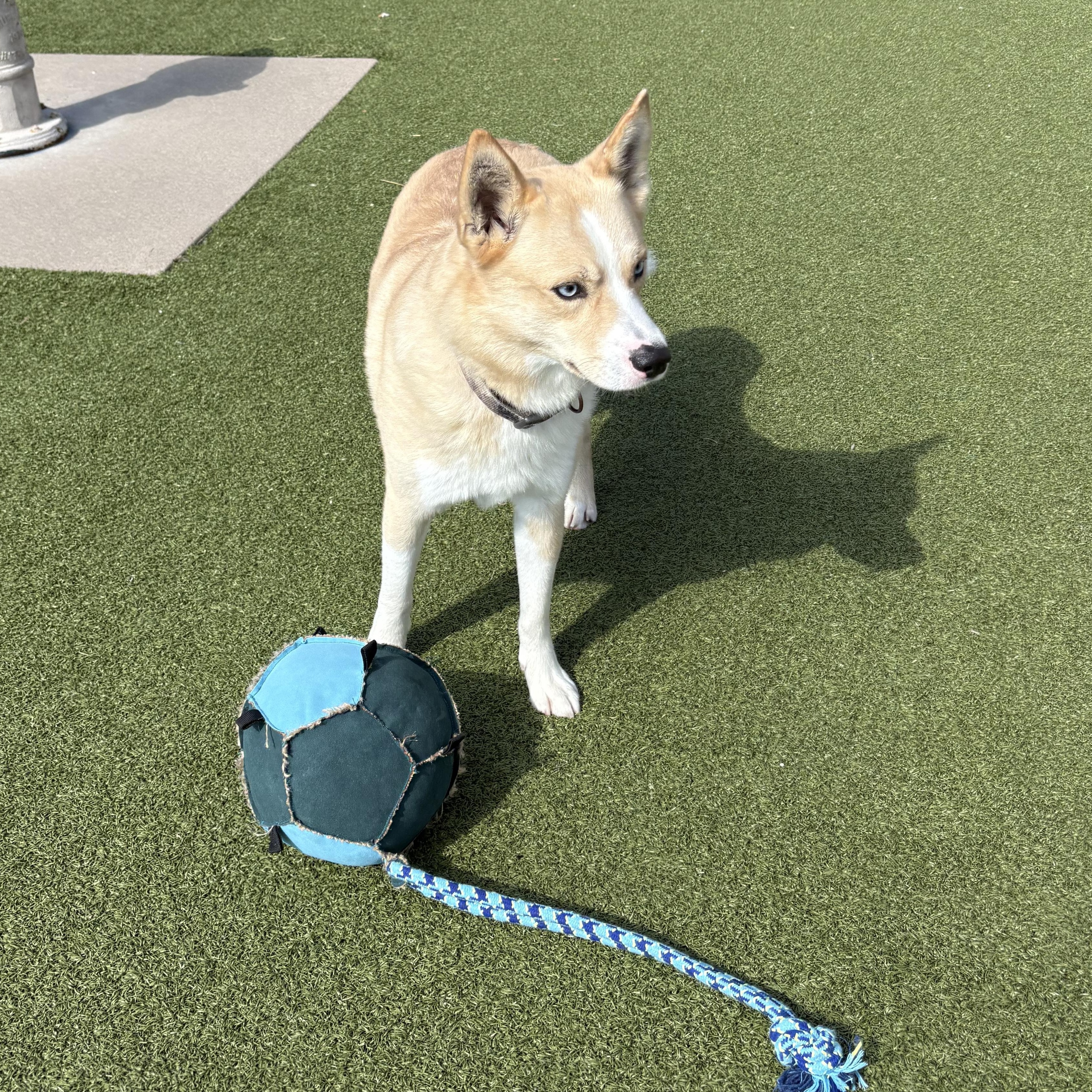 Enlarge Meeka, a Adoptable mixed breed in Hays, KS image 5/6