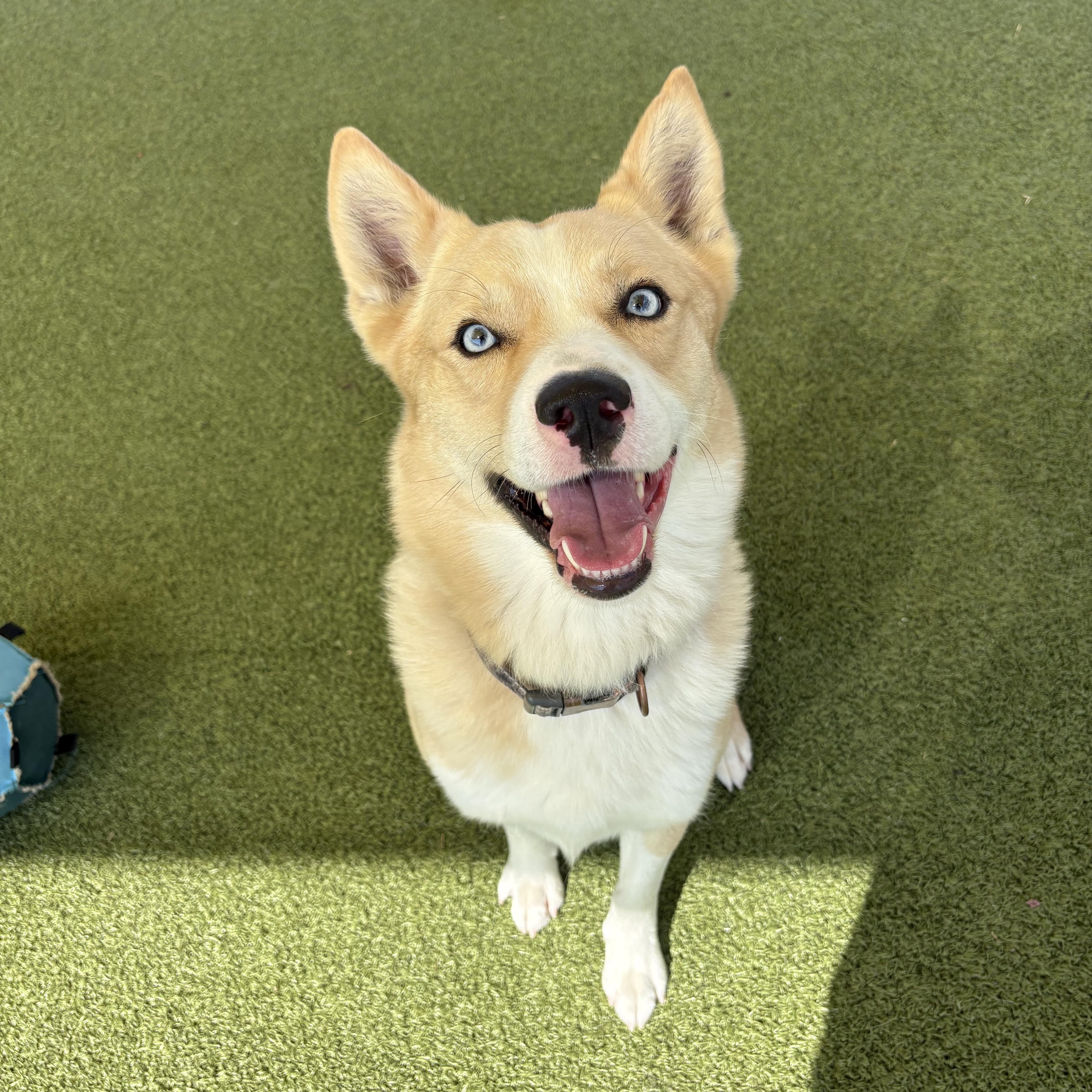 Meeka, Adoptable, Adult Male Border Collie & Husky.