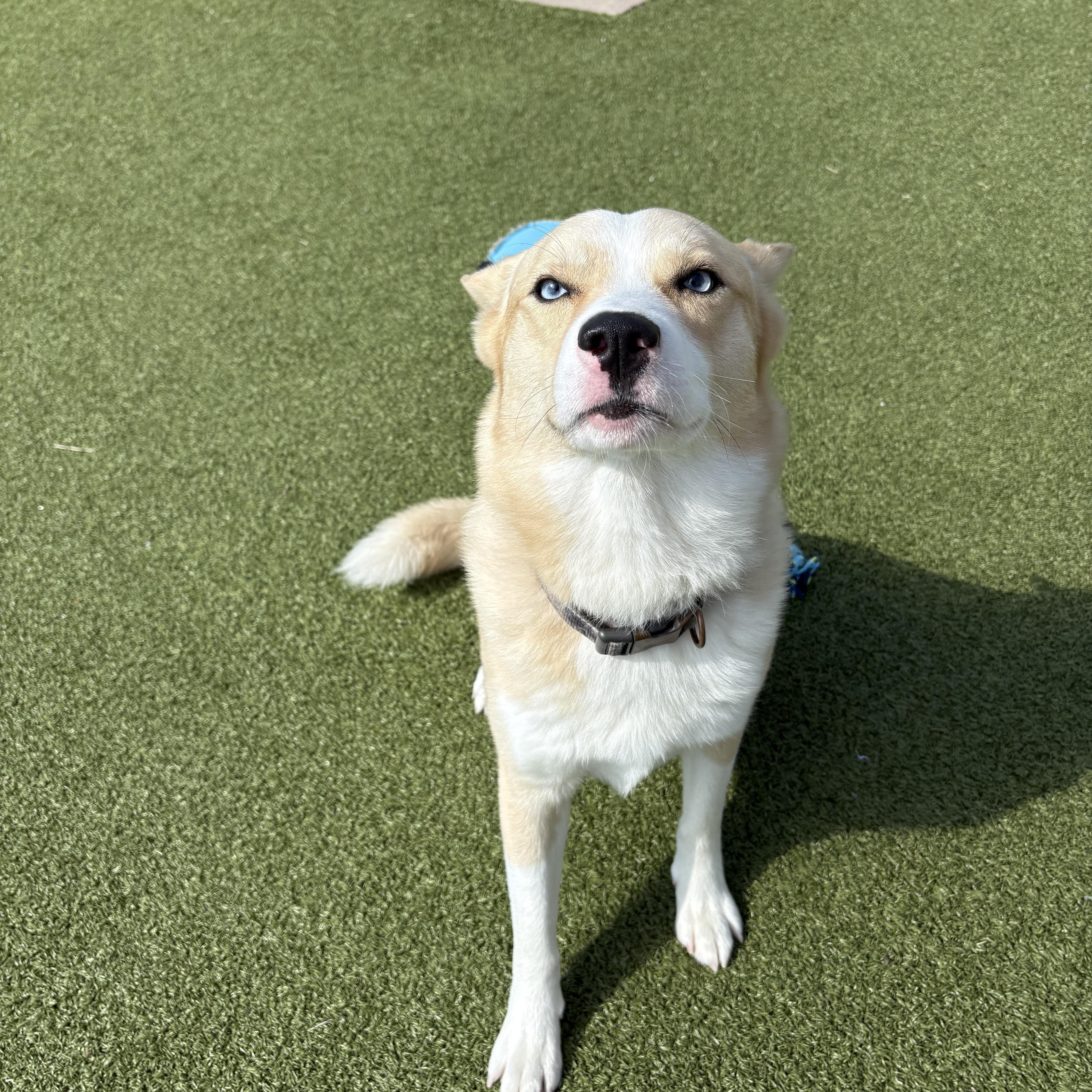 Enlarge Meeka, a Adoptable mixed breed in Hays, KS image 6/6