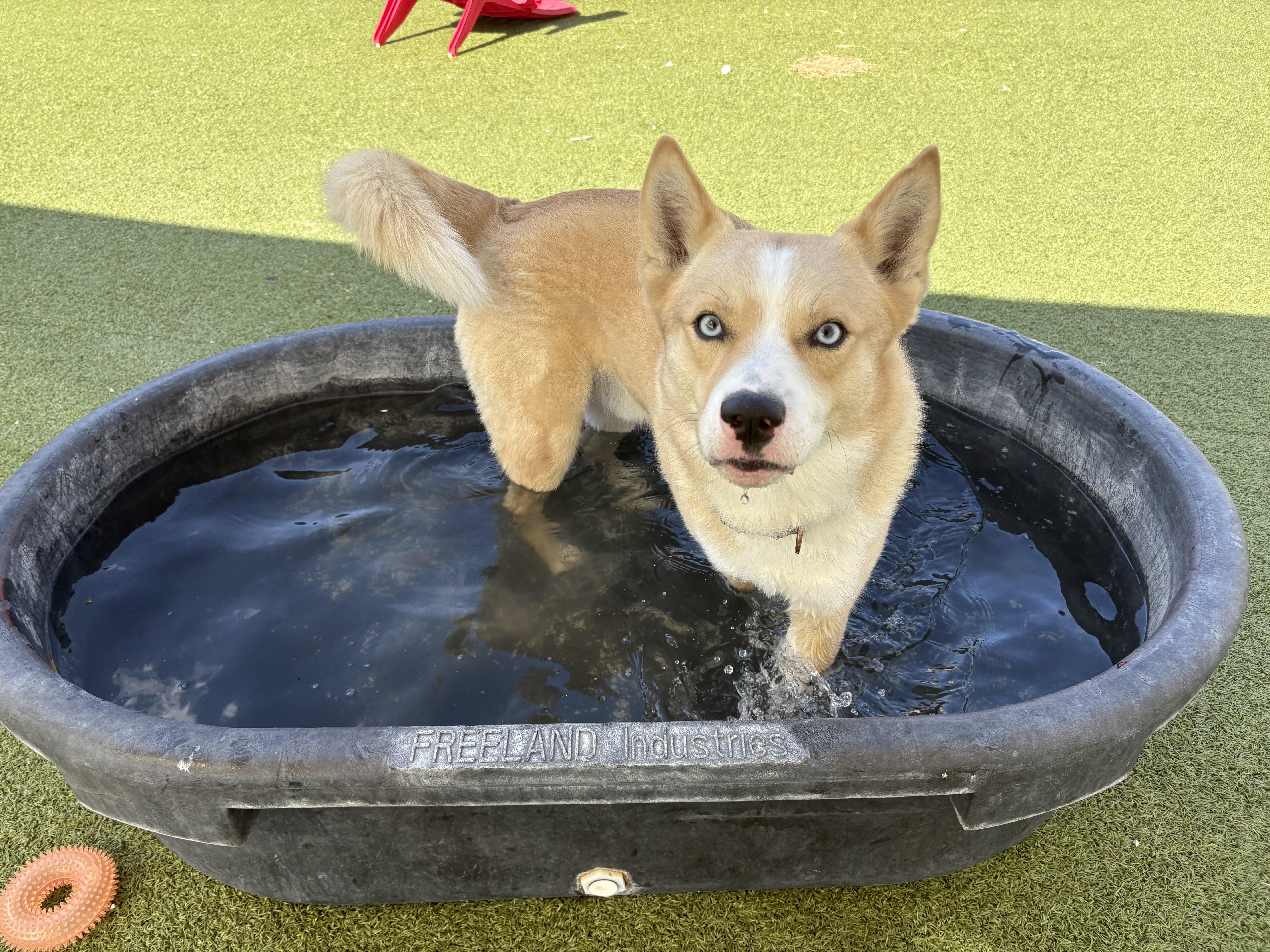 Enlarge Meeka, a Adoptable mixed breed in Hays, KS image 4/6