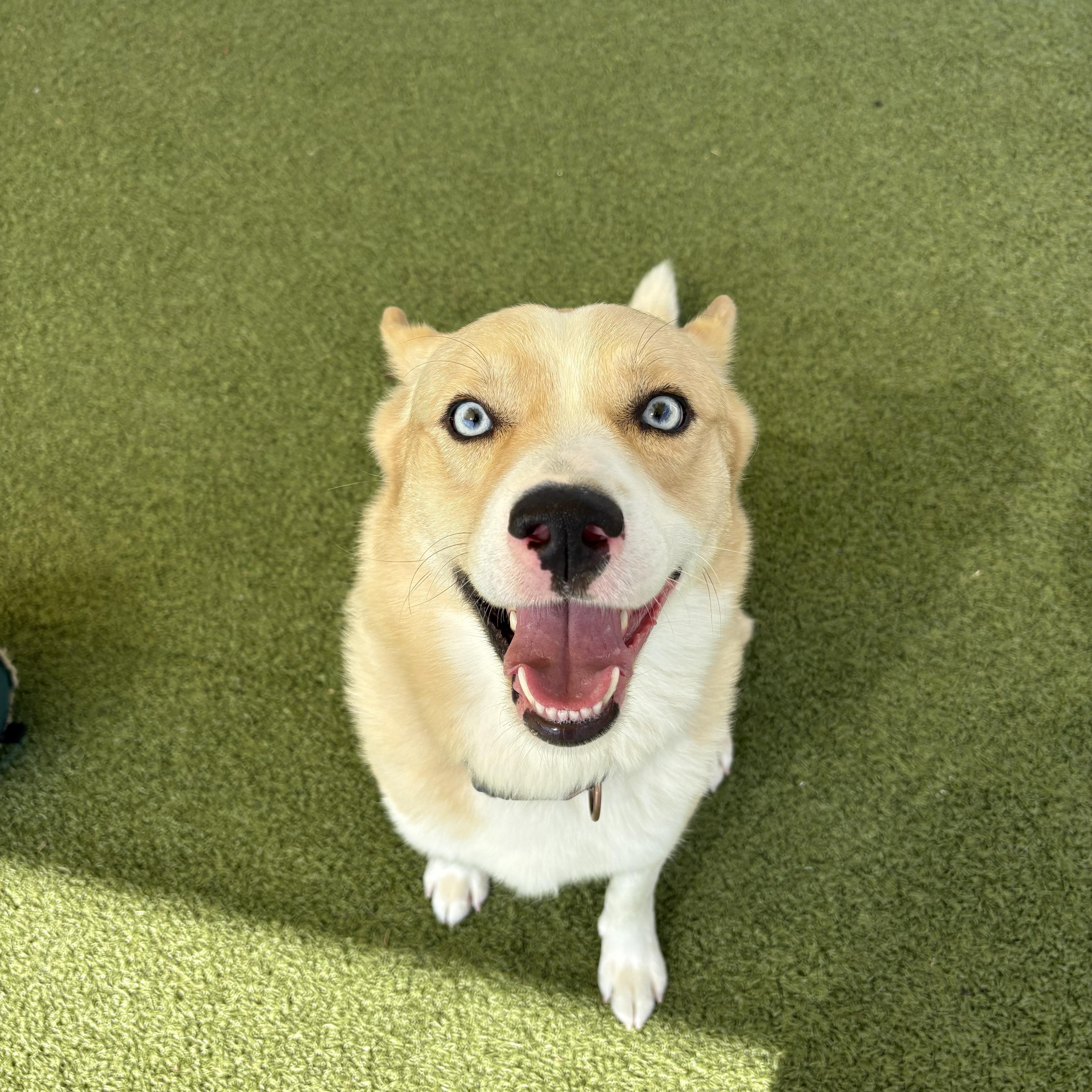 Enlarge Meeka, a Adoptable mixed breed in Hays, KS image 3/6