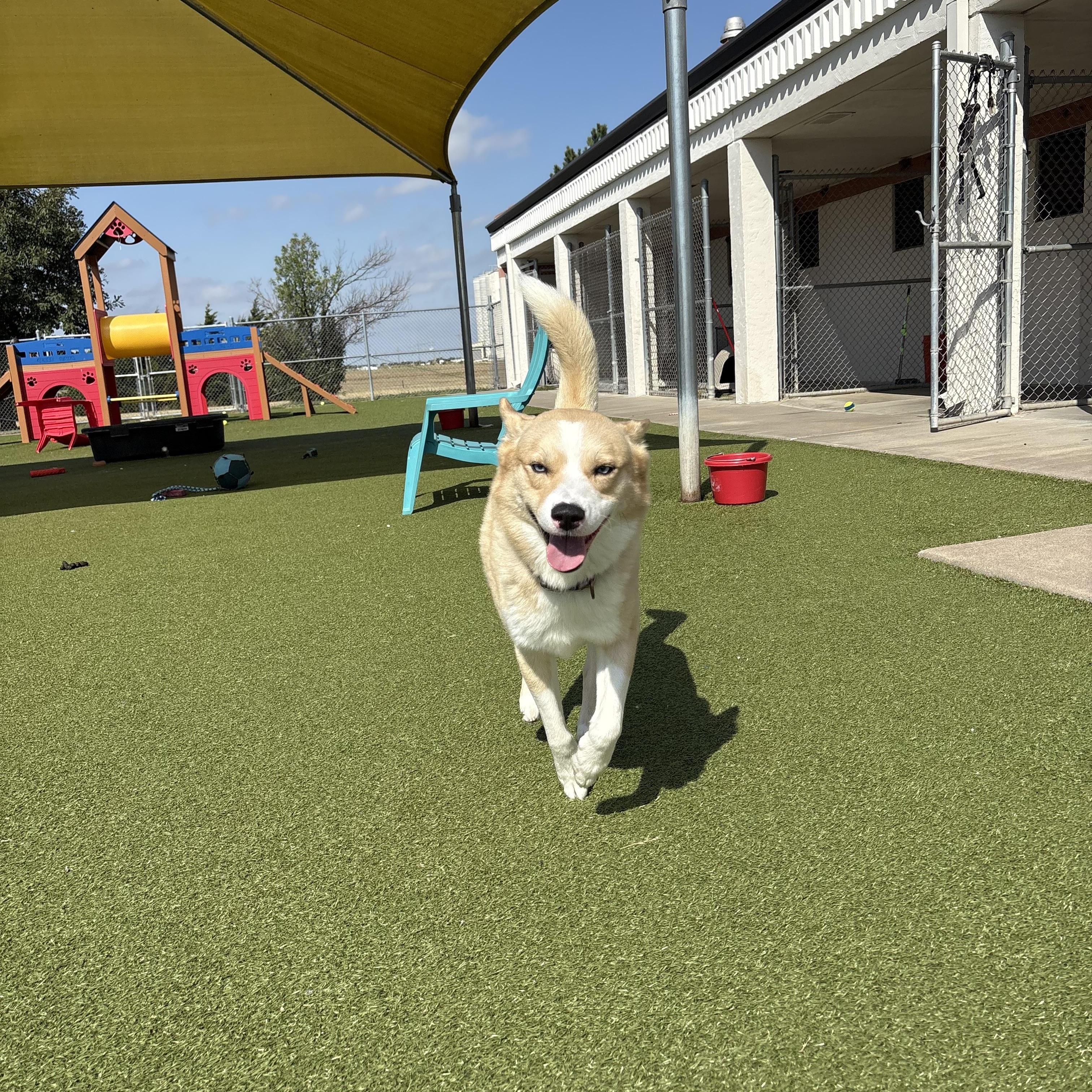 Enlarge Meeka, a Adoptable mixed breed in Hays, KS image 2/6