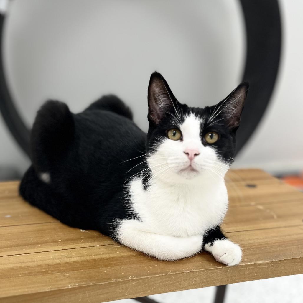 Enlarge Zayn, a Adoptable Domestic Short Hair in Portage, MI image 1/2