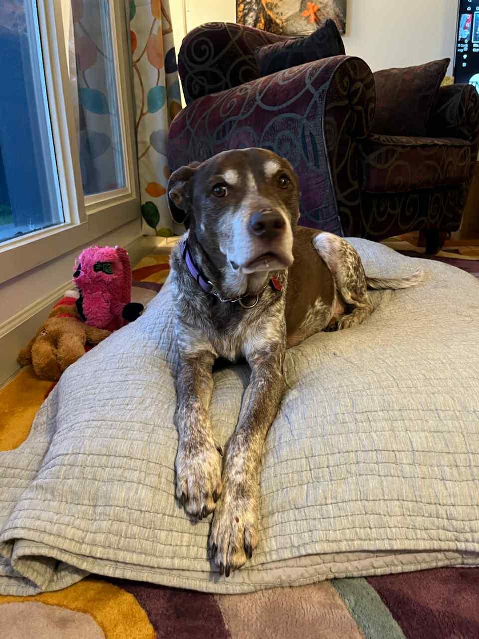 Jacob, a ADOPTABLE mixed breed in Grants Pass, OR image 4/4