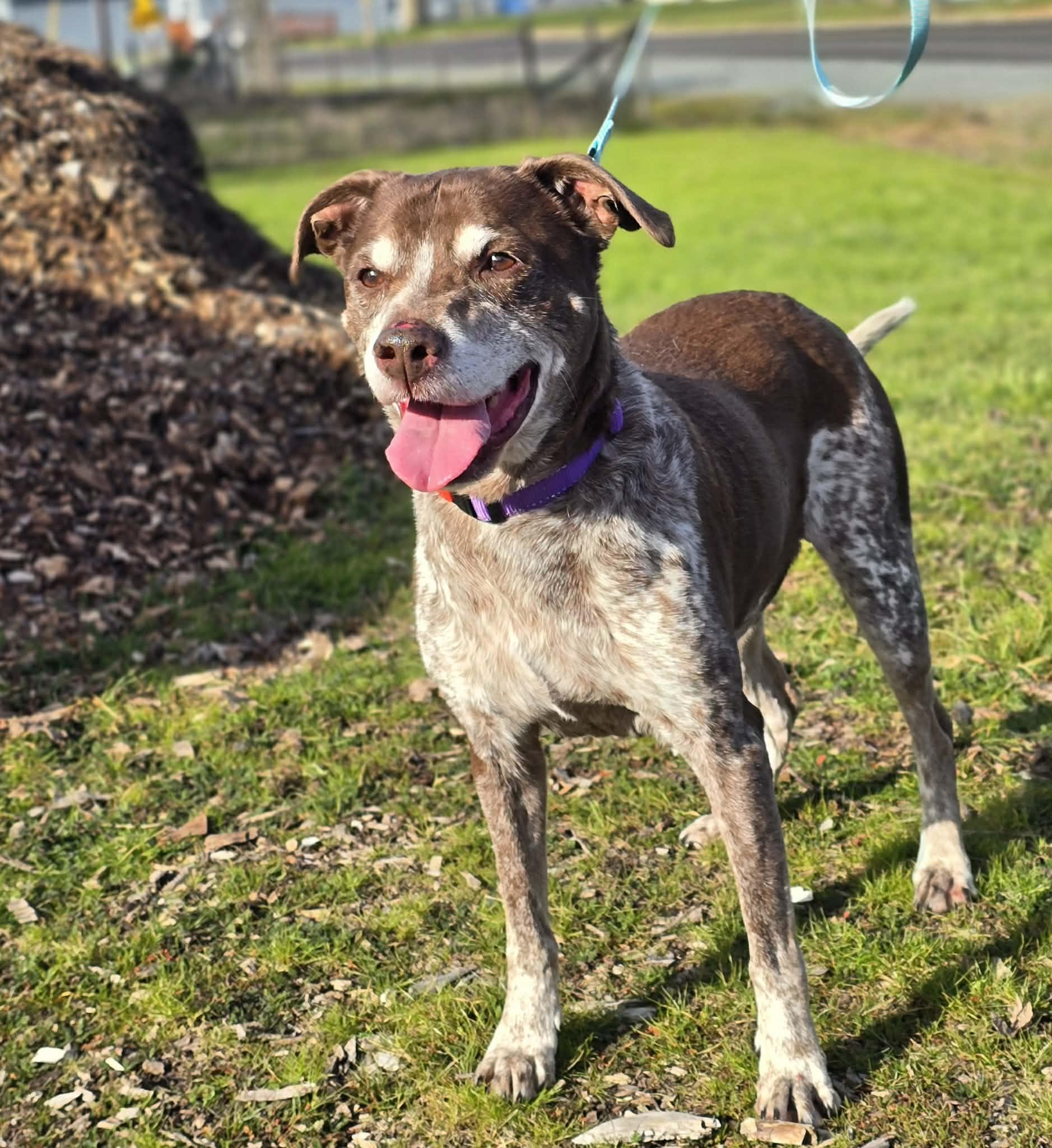 Jacob, a ADOPTABLE mixed breed in Grants Pass, OR image 1/4
