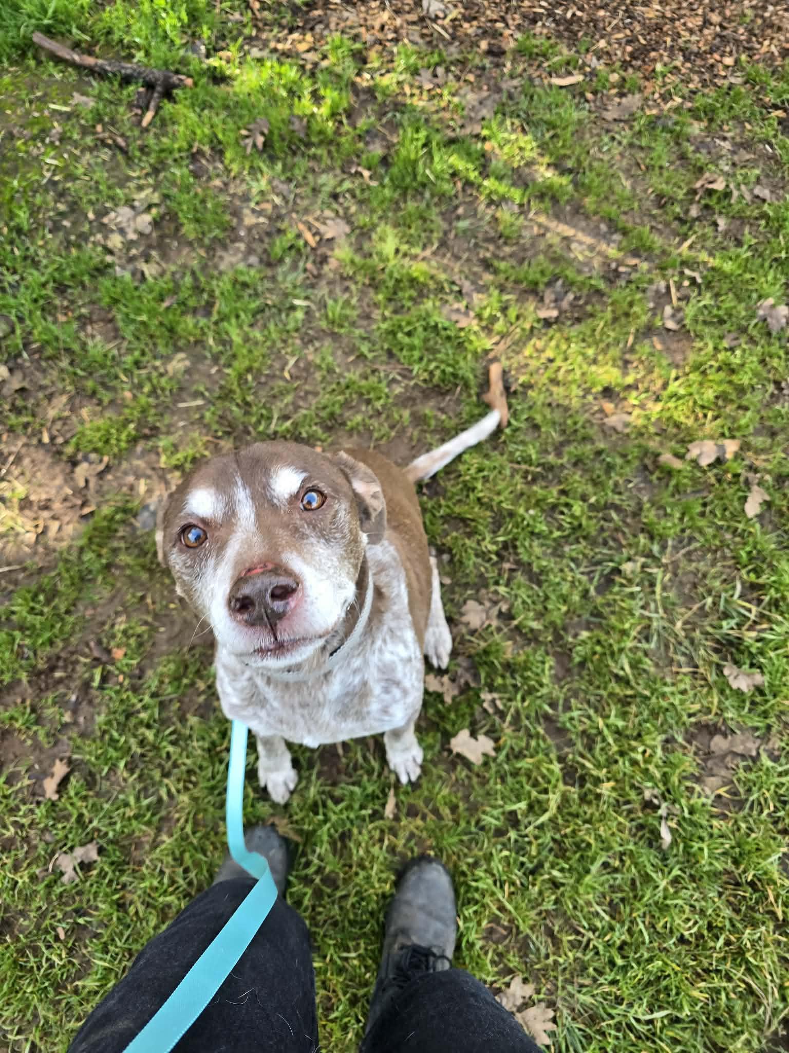 Jacob, a ADOPTABLE mixed breed in Grants Pass, OR image 2/4