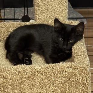 Enlarge Garlic, a Adoptable Domestic Short Hair in Commerce City, CO image 1/6
