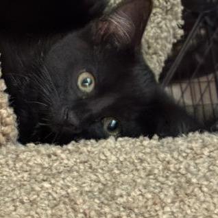 Enlarge Garlic, a Adoptable Domestic Short Hair in Commerce City, CO image 2/6