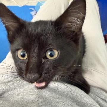 Enlarge Garlic, a Adoptable Domestic Short Hair in Commerce City, CO image 3/6