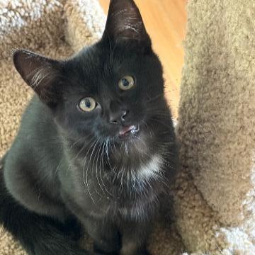 Enlarge Garlic, a Adoptable Domestic Short Hair in Commerce City, CO image 4/6