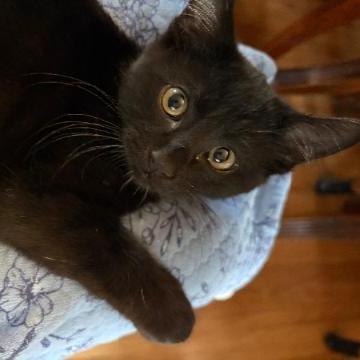 Enlarge Garlic, a Adoptable Domestic Short Hair in Commerce City, CO image 5/6