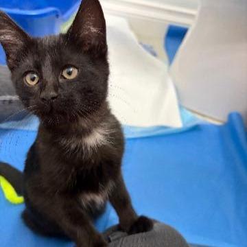 Enlarge Garlic, a Adoptable Domestic Short Hair in Commerce City, CO image 6/6
