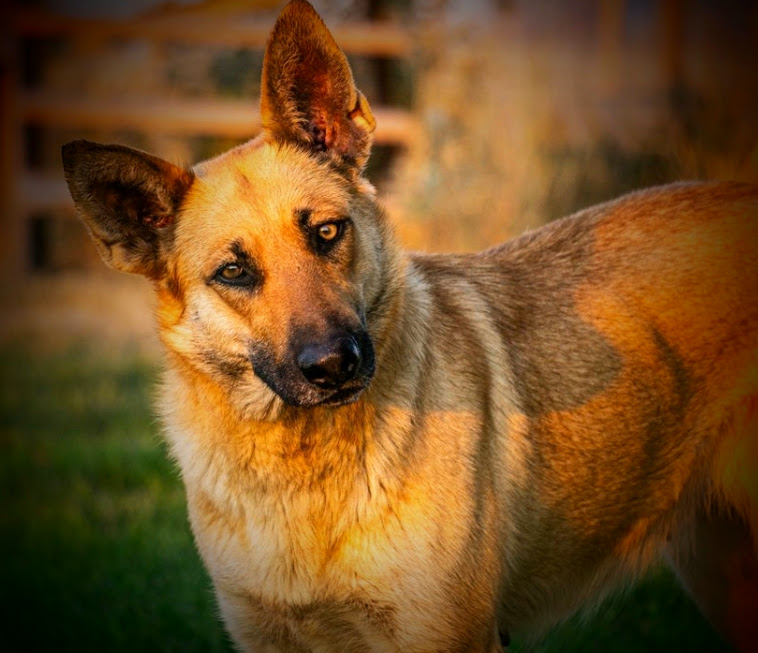 DAWN one brown eye and one amber eye photo 1