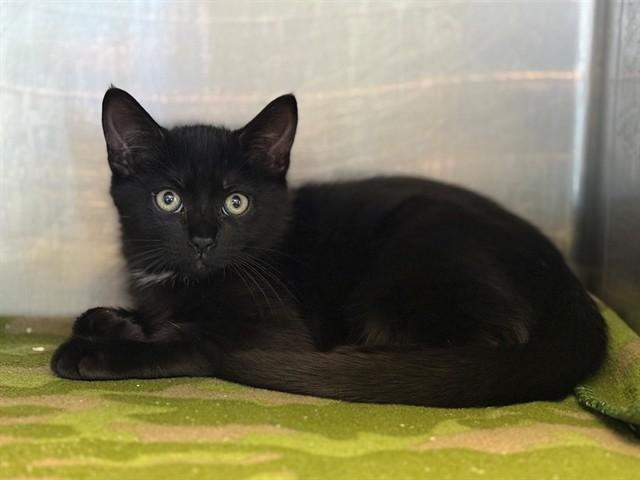 Enlarge FLOYD, a Adoptable Domestic Short Hair in Antioch, CA image 1/1