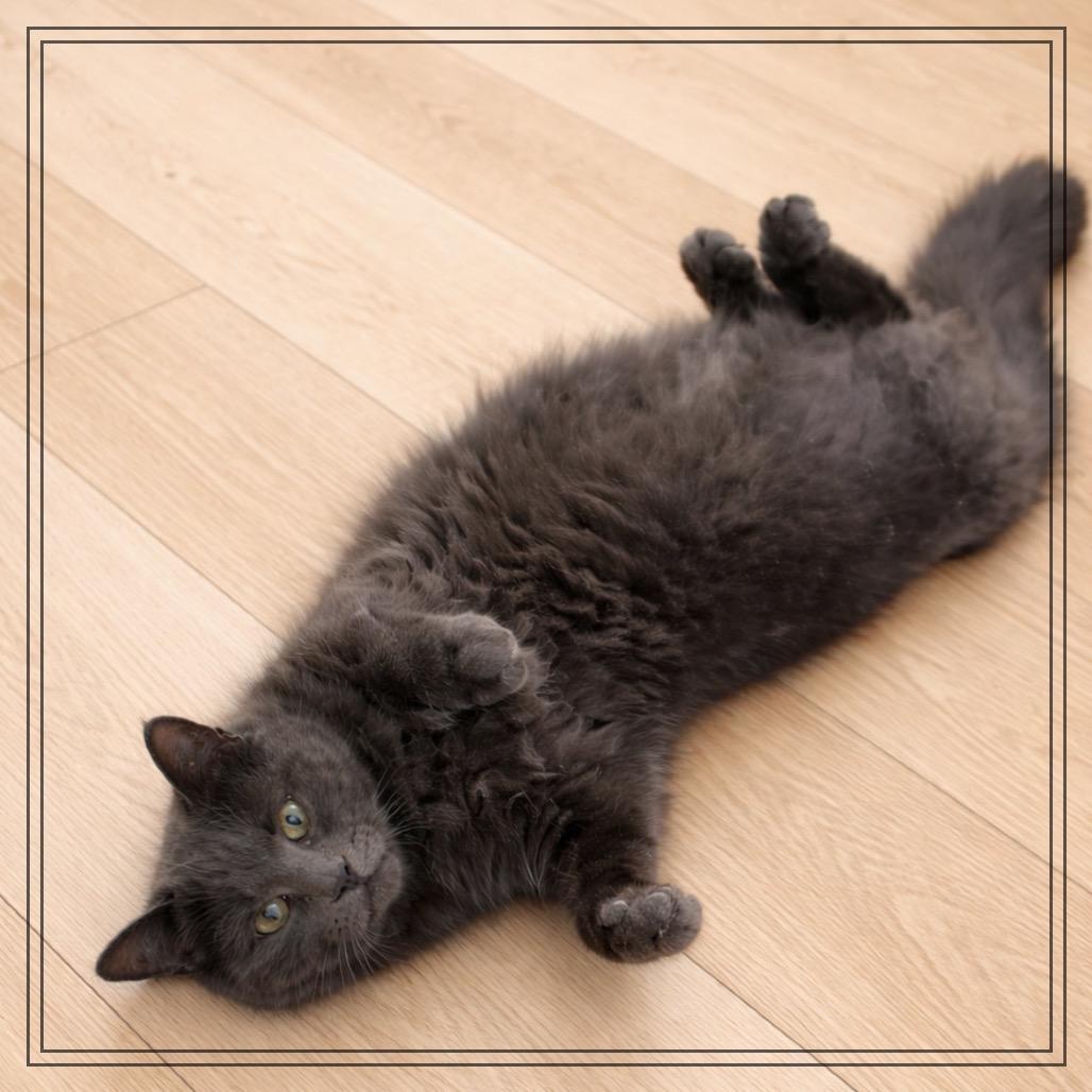 Enlarge Gandalf, a Adoptable Domestic Long Hair in Monroe, MI image 1/2