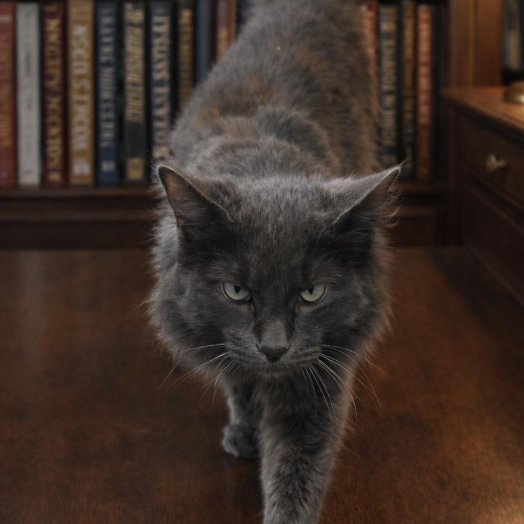 Enlarge Gandalf, a Adoptable Domestic Long Hair in Monroe, MI image 2/2