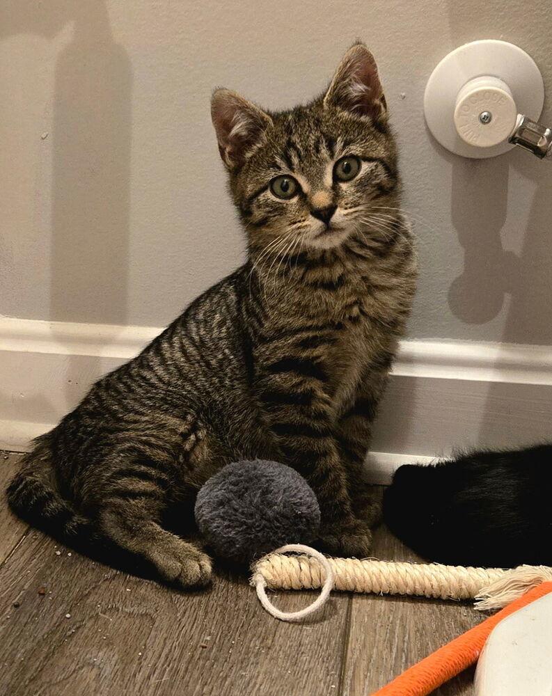 Phin, Adoptable, Kitten Male Domestic Short Hair & Tabby.