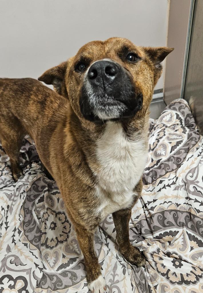 Gazpacho, a Adoptable mixed breed in Sherwood, AR image 1/2