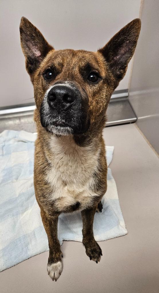 Gazpacho, a Adoptable mixed breed in Sherwood, AR image 2/2