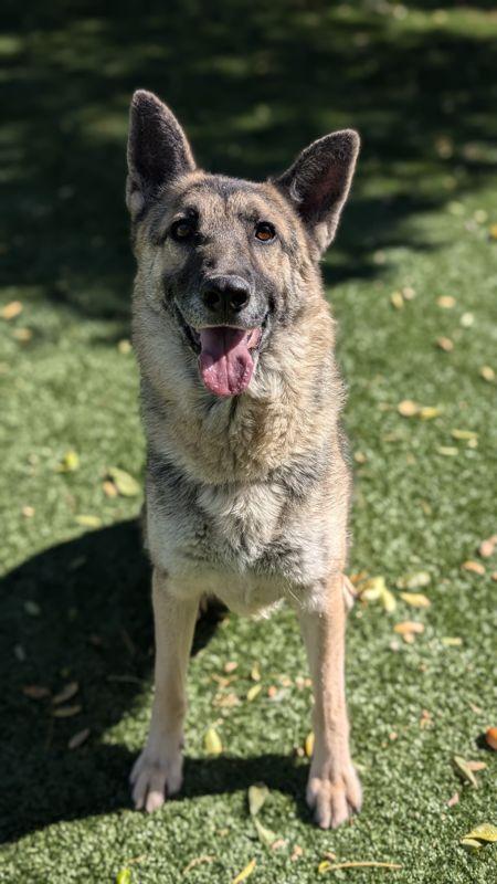 Enlarge CASHES, a Adoptable German Shepherd Dog in Chatsworth, CA image 1/1