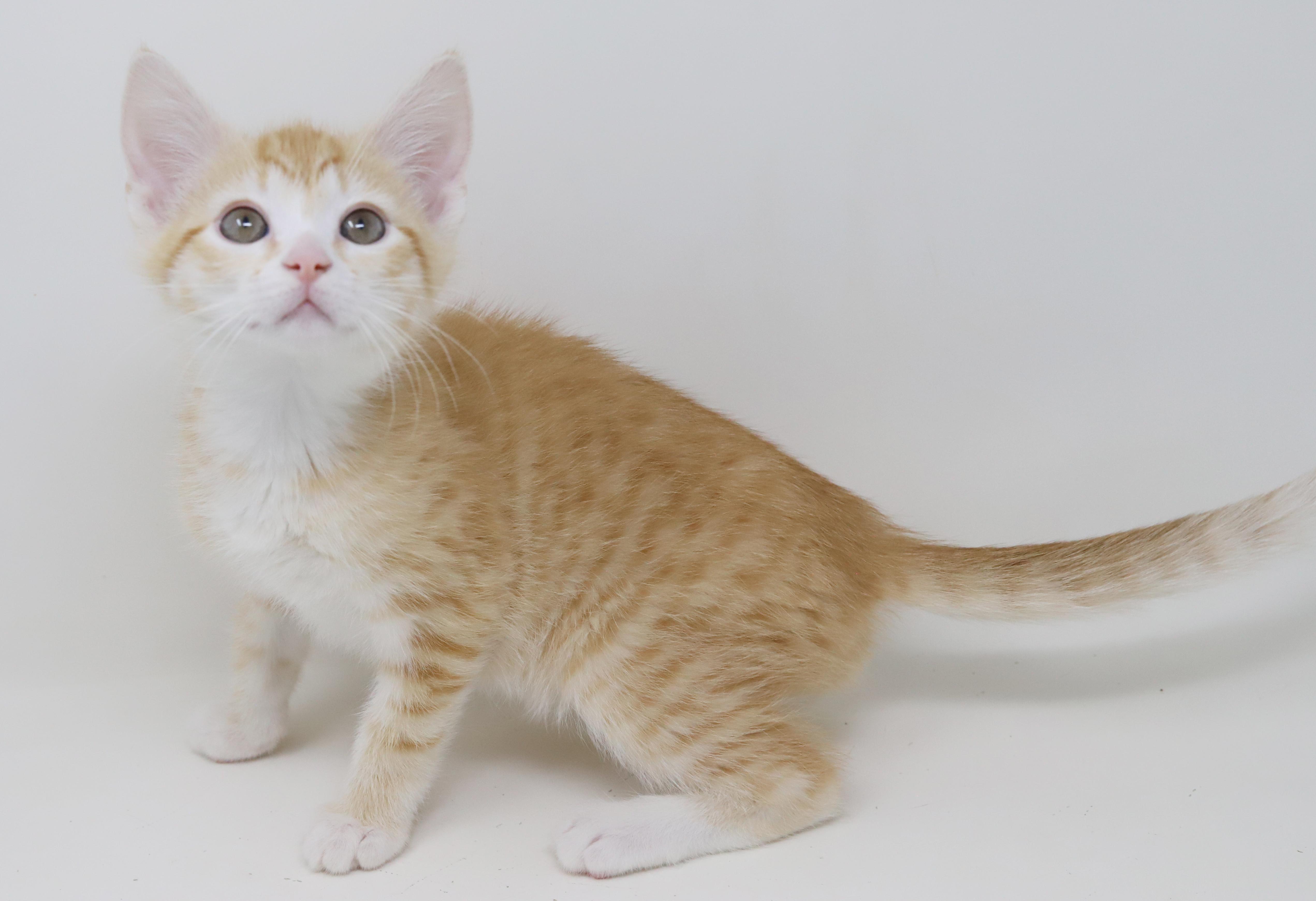 Enlarge Hereee'ssss Herbie!  Our super tiny SWEETHEART!, an adopted Tabby in Bedford Hills, NY image 2/6