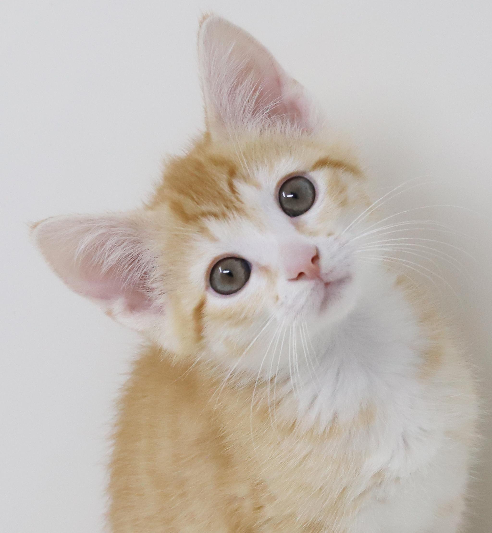 Hereee'ssss Herbie!  Our super tiny SWEETHEART!, adopted, Kitten Male Tabby.