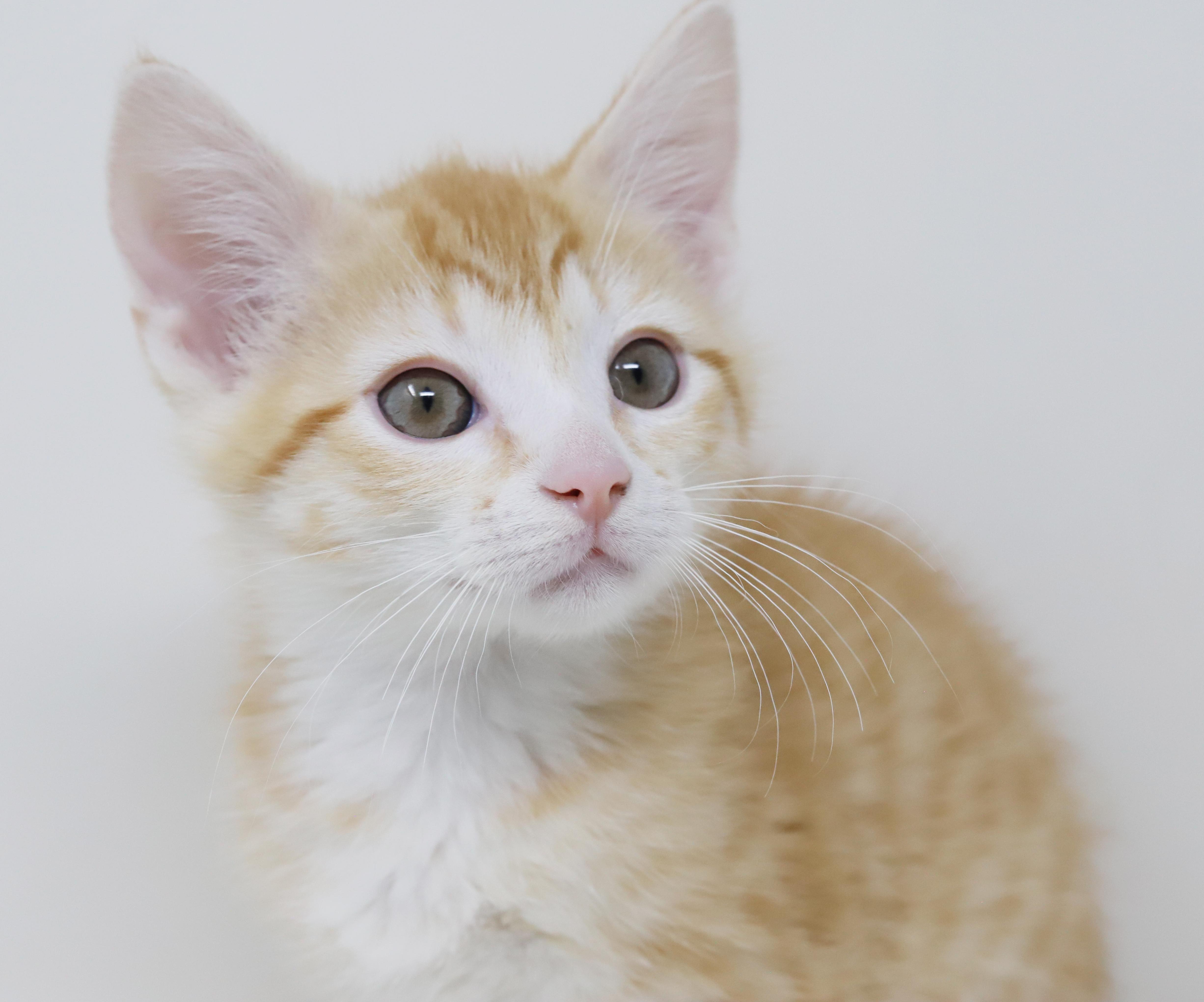 Enlarge Hereee'ssss Herbie!  Our super tiny SWEETHEART!, an adopted Tabby in Bedford Hills, NY image 3/6