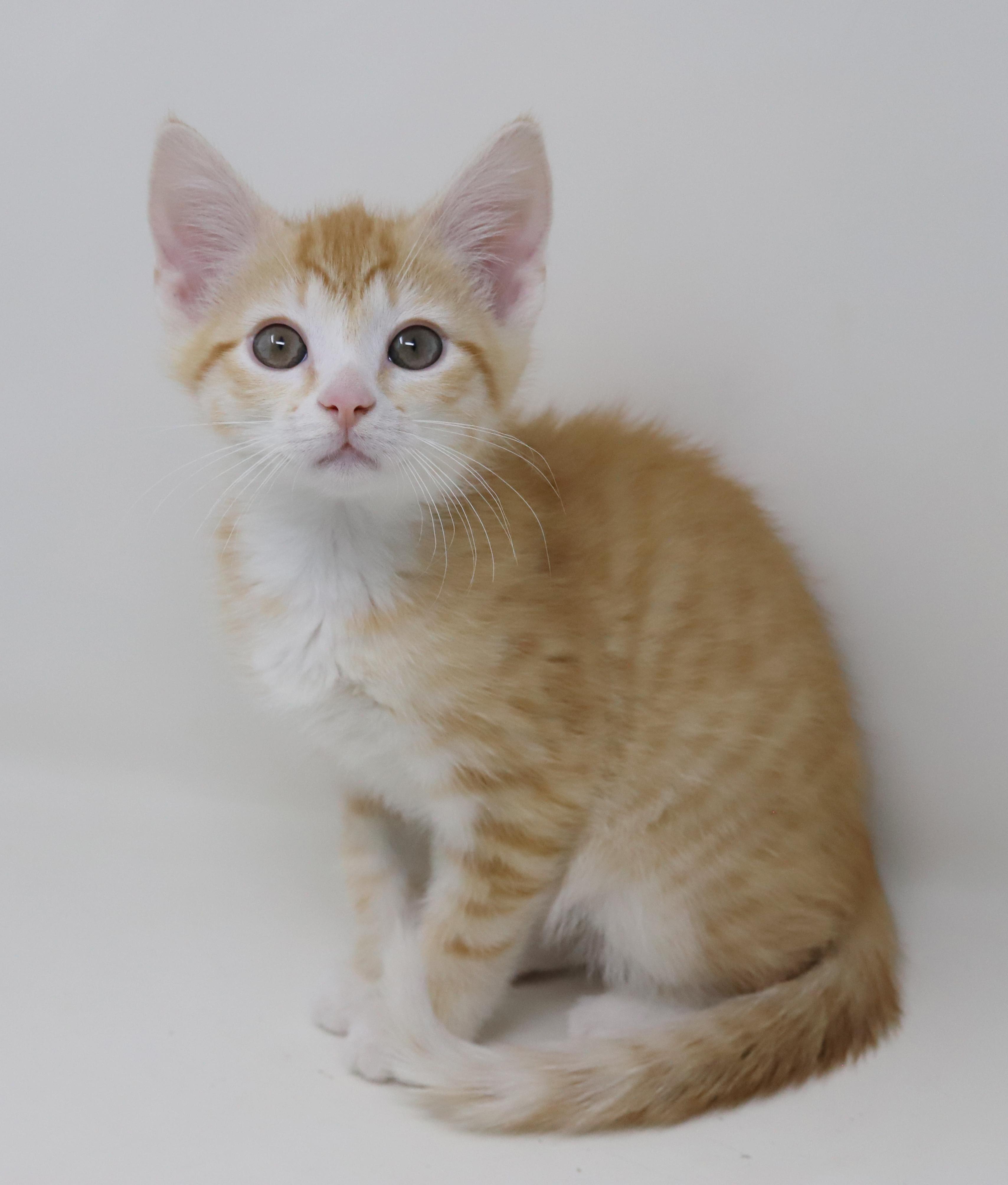 Enlarge Hereee'ssss Herbie!  Our super tiny SWEETHEART!, an adopted Tabby in Bedford Hills, NY image 5/6