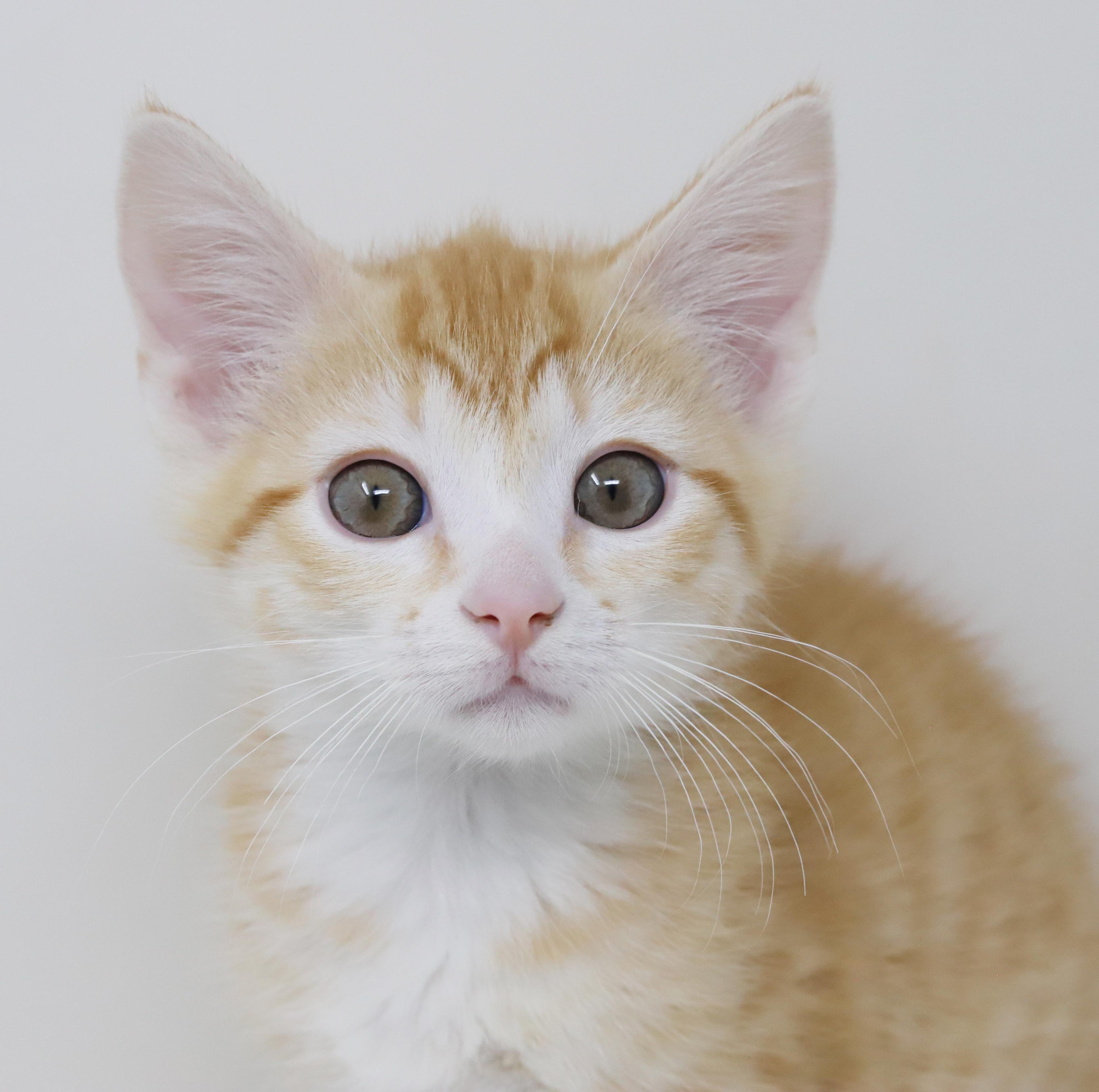 Enlarge Hereee'ssss Herbie!  Our super tiny SWEETHEART!, an adopted Tabby in Bedford Hills, NY image 6/6