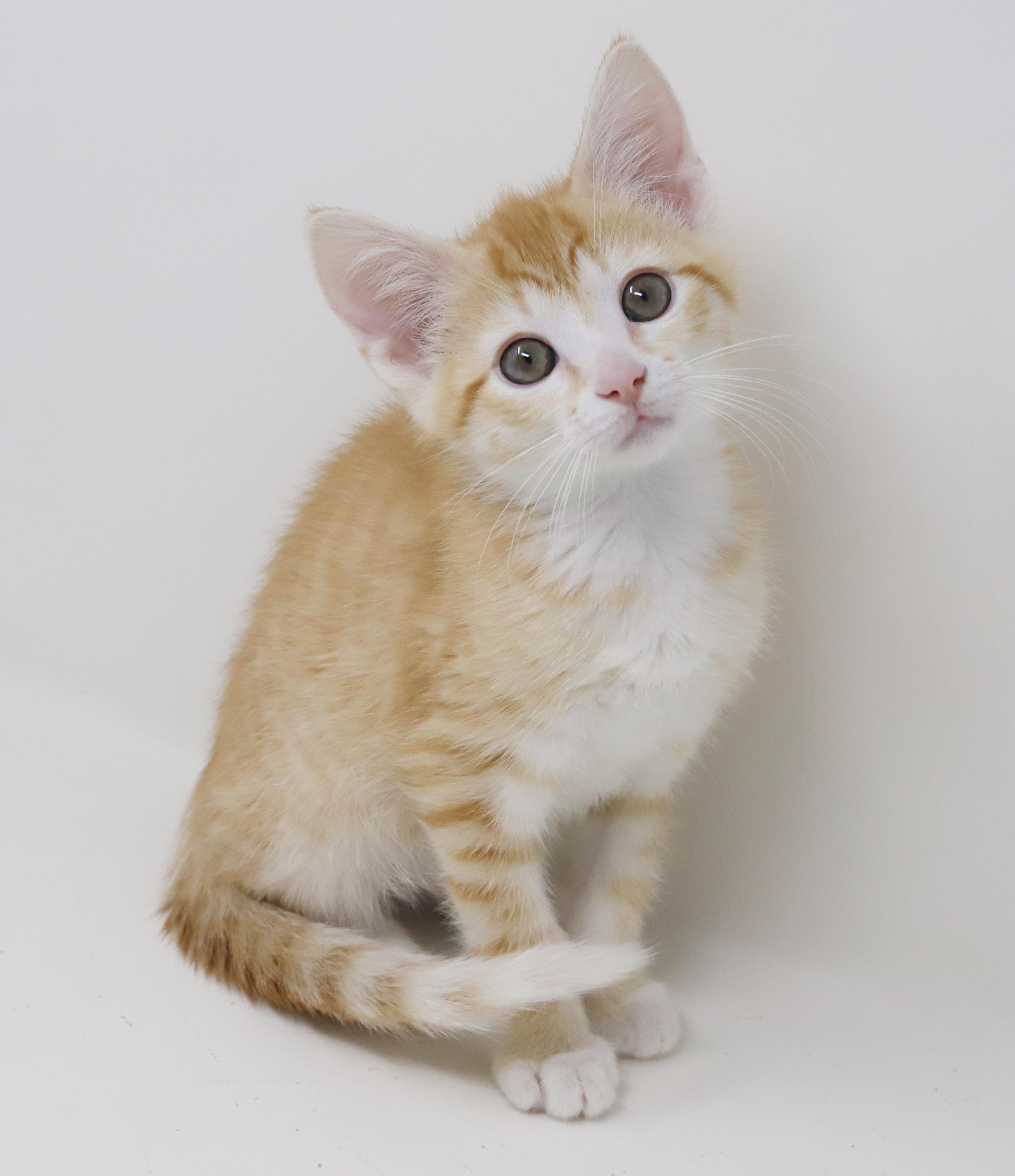 Enlarge Hereee'ssss Herbie!  Our super tiny SWEETHEART!, an adopted Tabby in Bedford Hills, NY image 4/6