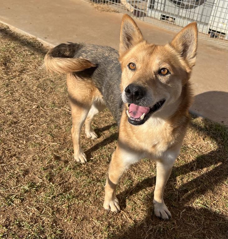 Enlarge Vixen, a ADOPTABLE mixed breed in Granbury, TX image 1/3