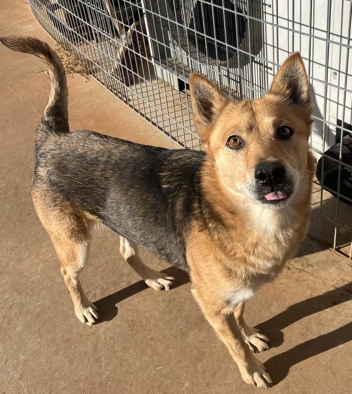 Enlarge Vixen, a ADOPTABLE mixed breed in Granbury, TX image 2/3