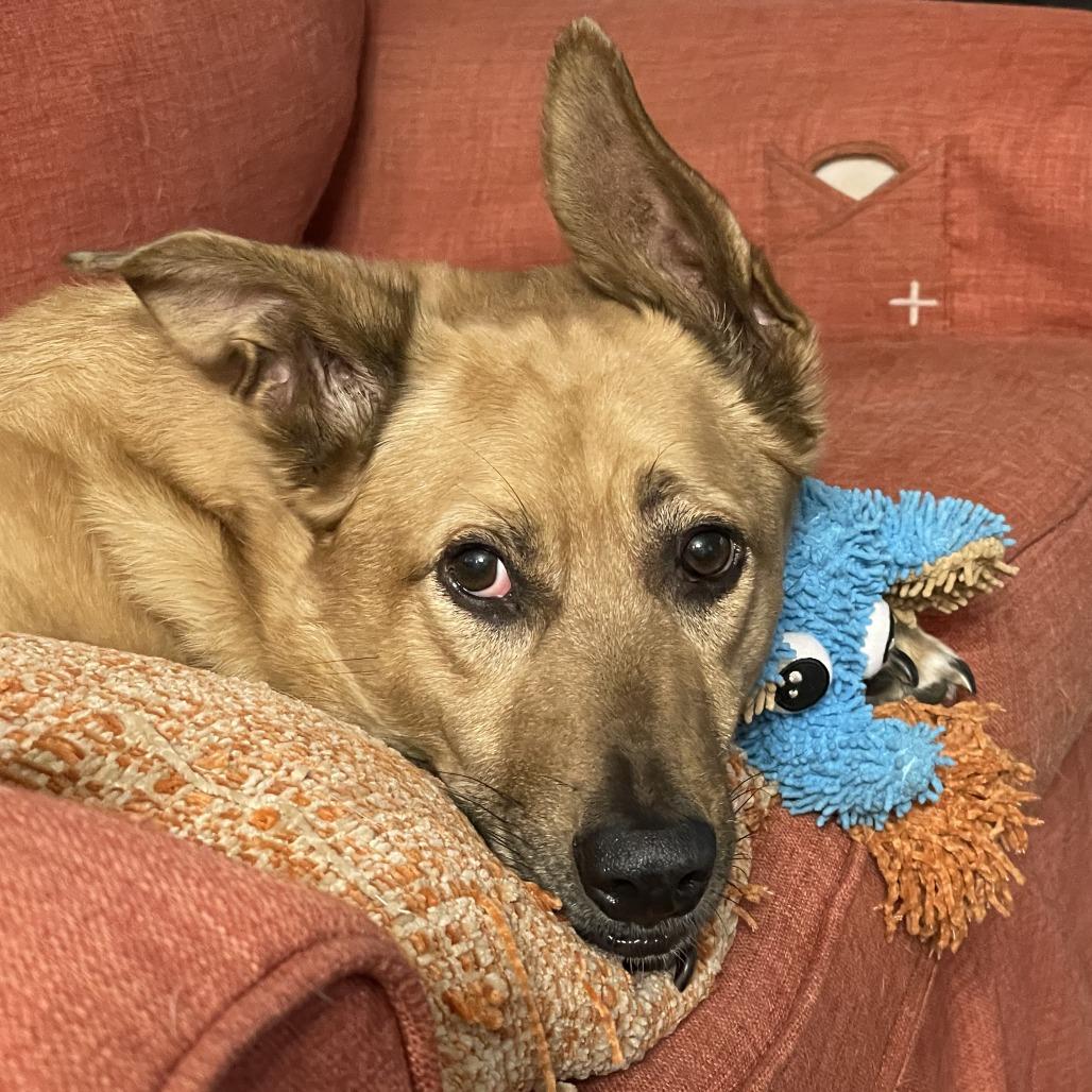 Jackson, Adoptable, Senior Male Cattle Dog.