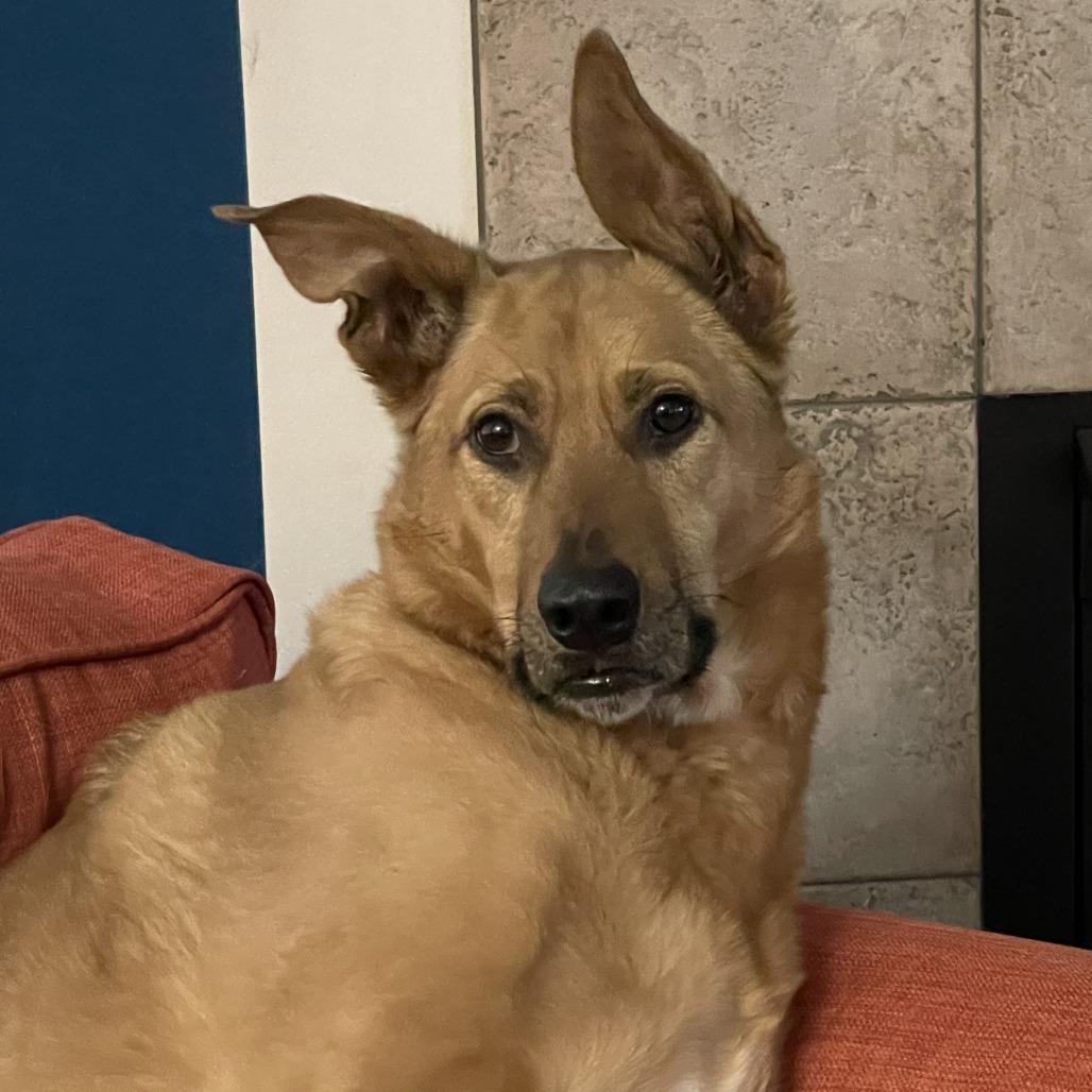 Enlarge Jackson, a Adoptable Cattle Dog in Washougal, WA image 2/5