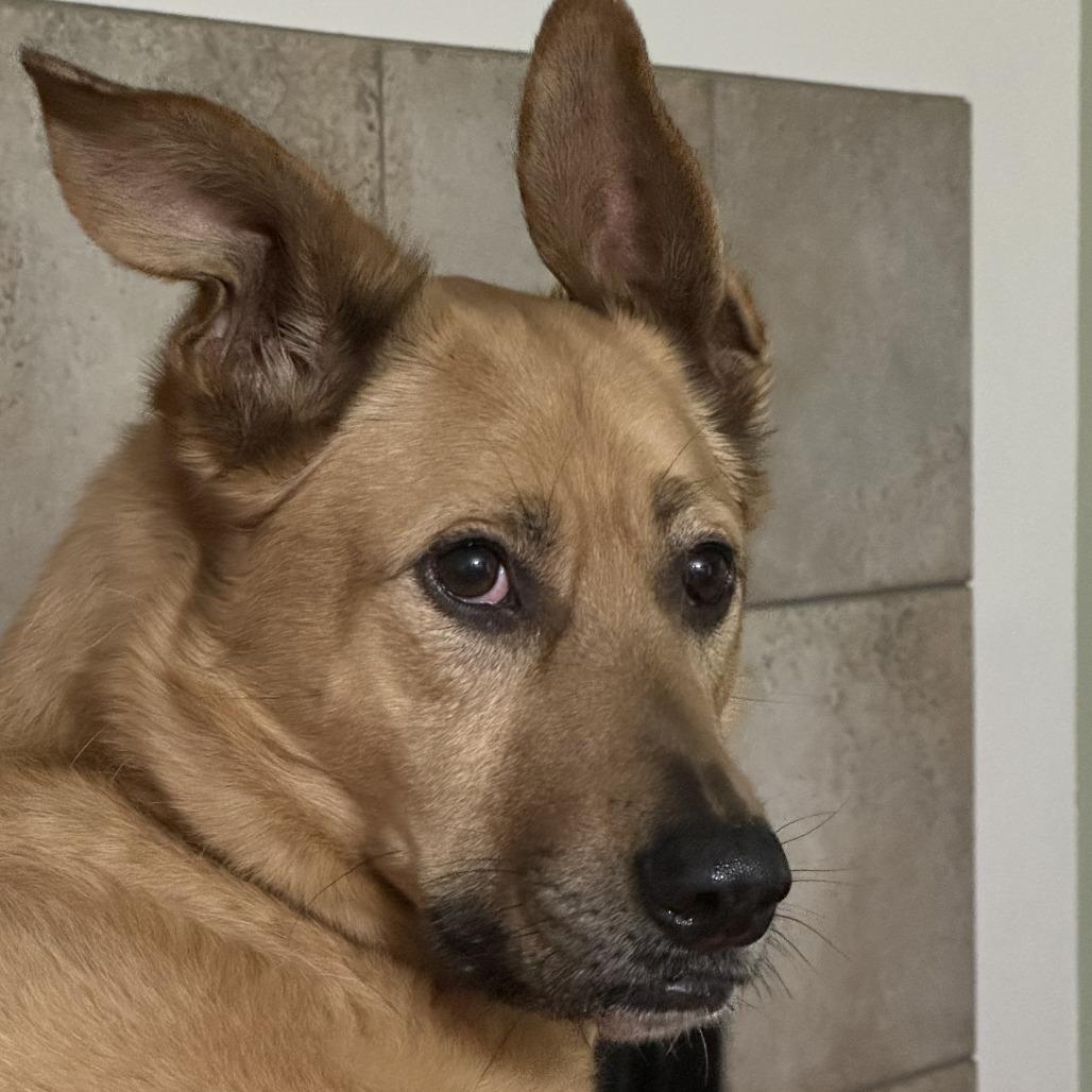 Enlarge Jackson, a Adoptable Cattle Dog in Washougal, WA image 3/5