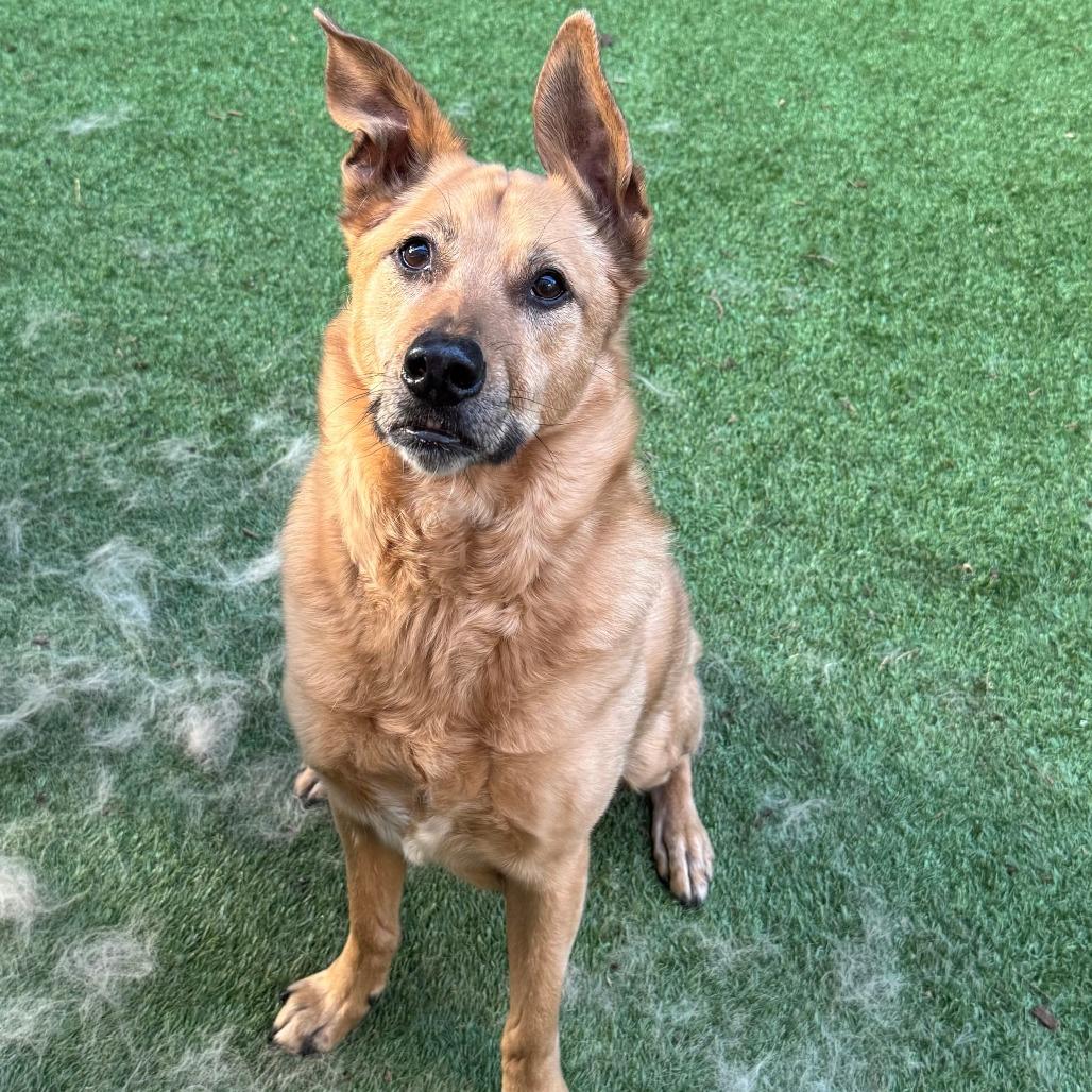 Enlarge Jackson, a Adoptable Cattle Dog in Washougal, WA image 4/5