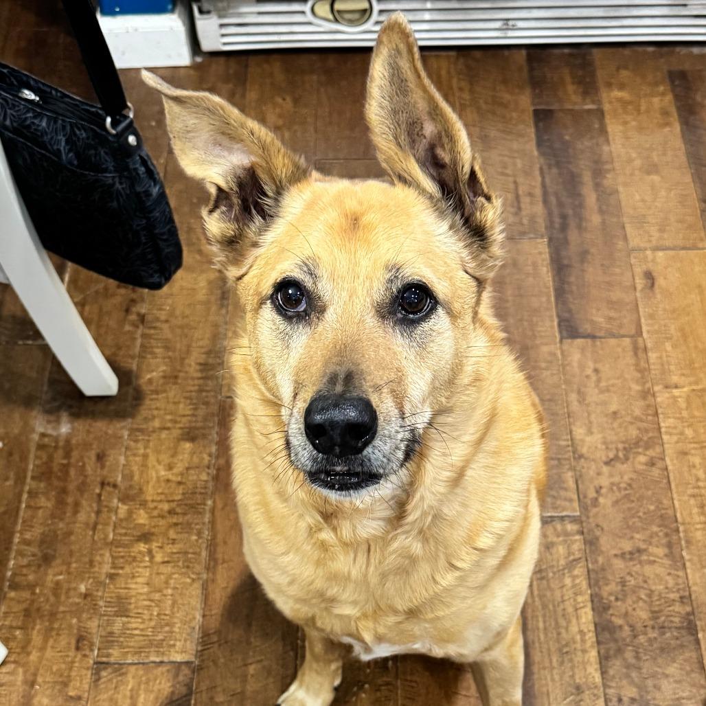 Enlarge Jackson, a Adoptable Cattle Dog in Washougal, WA image 5/5