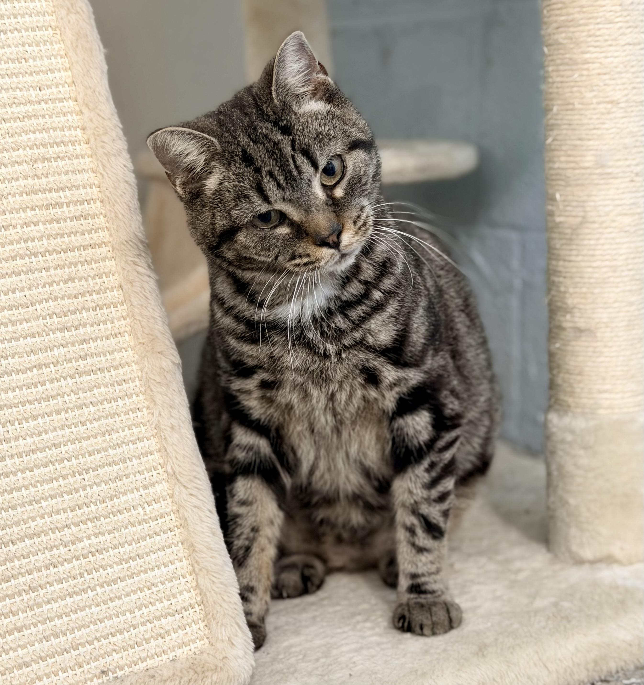 Cracker Barrel, adoptable, Adult Female Domestic Short Hair.